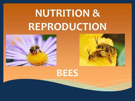 Bees Nutrition And Reproduction