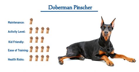 88 Types Of Doberman Dogs L2sanpiero