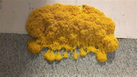 We did not find results for: Slime mould growth- watch in double speed mode. (FROM ...