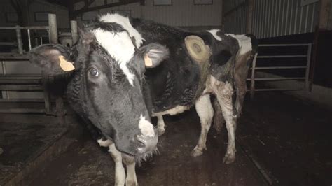 Video Vaches à Hublot Poulets Incapables De Marcher L214 Porte Plainte Contre Un