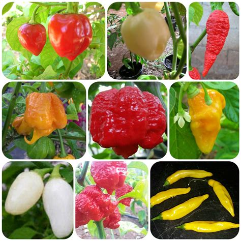 Hottest Pepper Seeds Collection 90 Seeds Pepper Johnnys