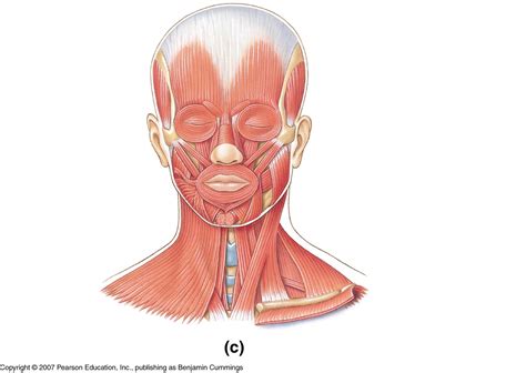 Neck Muscles Behind Ear