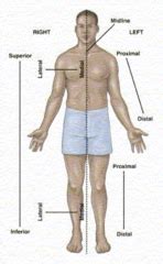 These terms are not used in comparative anatomy, since most other animals do not stand erect. Body cavities/planes/directional terms flashcards | Quizlet