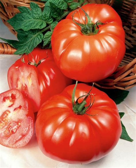 Beefsteak Tomatoes Photograph By Ray Lacey Science Photo Library Pixels