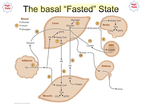 Basal Fasted State Metabolism Medical Laboratory Science