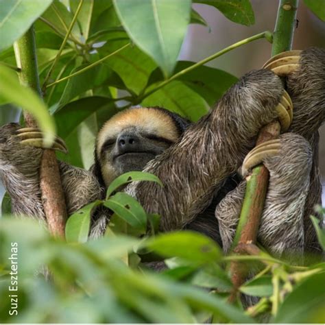5 Behavior The Sloth Conservation Foundation