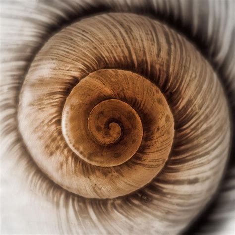 Spiral Ii Spirals In Nature Spiral Shells