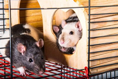 Pet Rats Cages