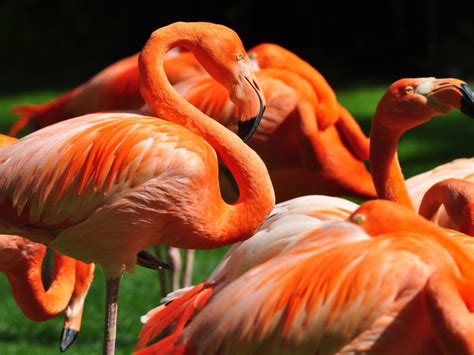 Orange Flamingo Wildlife Bird Computer Wallpapers Hd