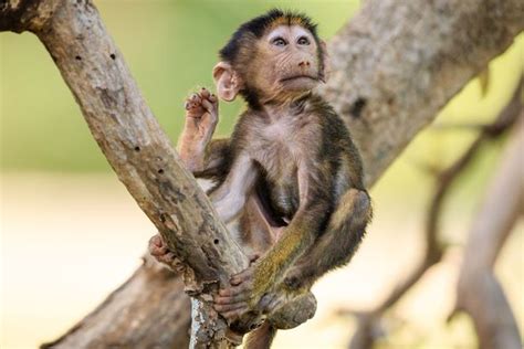 Super Cute Baby Baboon Looks Deep In Thought As He Takes Playtime Break