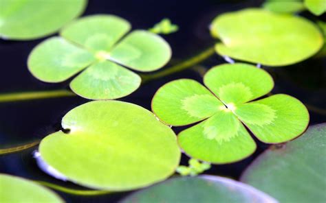 Lily Pad Wallpapers Wallpaper Cave