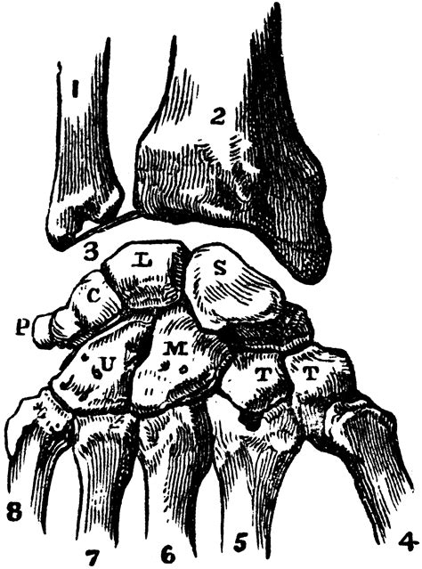 Bones Of The Carpus Clipart Etc