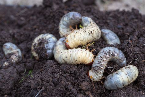 Maulwurf im garten loswerden die 323 besten bilder von animals from maulwurf im garten this is article about 39 schön maulwurf im garten loswerden genial rating: Maulwurf im Garten vertreiben » So werden Sie ihn für ...