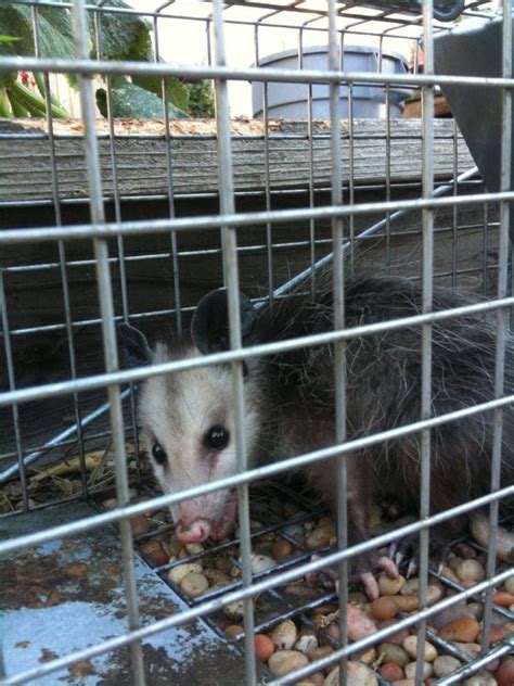Opossum Removal Anytime Wildlife Removal