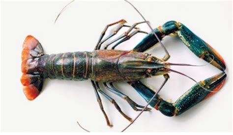 Lobster air laut hidup di air asin seperti lautan, sedangkan lobster air tawar hidup di air tawar, termasuk danau, sungai, anak sungai, dan kolam. 9 Budidaya Lobster Air Tawar di Aquarium Paling Praktis ...