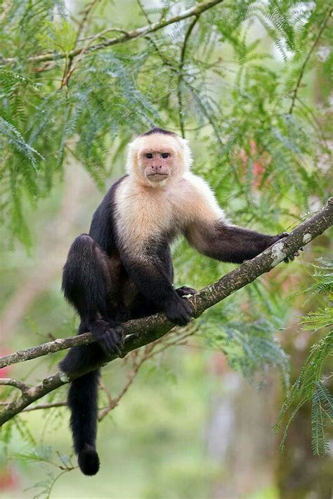 El Mono Capuchino Cebus Kaapori Es Un Mono Capuchino Endémico Del