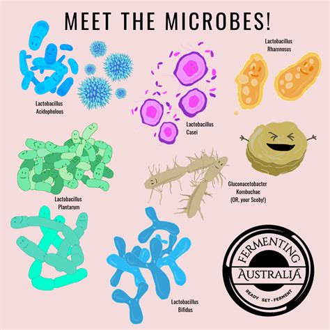 Meet The Microbes