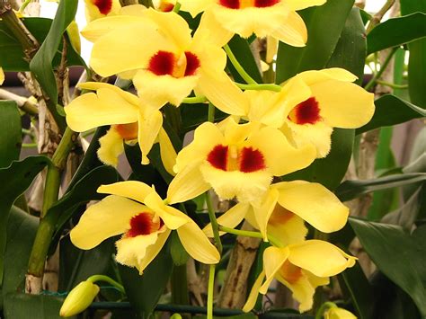 Hoa Phong Lan Vi T Vietnam Orchids Dendrobium Gatton Sunray