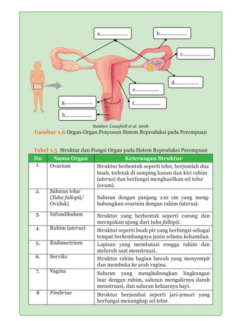 Organ Penyusun Sistem Reproduksi Wanita Homecare24