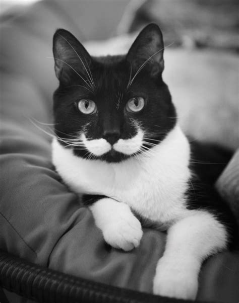 10 Chats Devenus Célèbres Grâce à Leurs Pelages Inusités Mustache Cat
