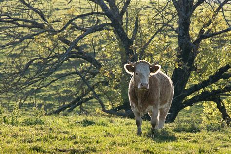 Young Bull Free Photo Download Freeimages
