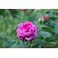 Pink Rose Flower  Cc0photo