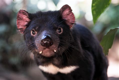 Tassie Devils Hold Clue For How Human Cancers Evade The Immune System