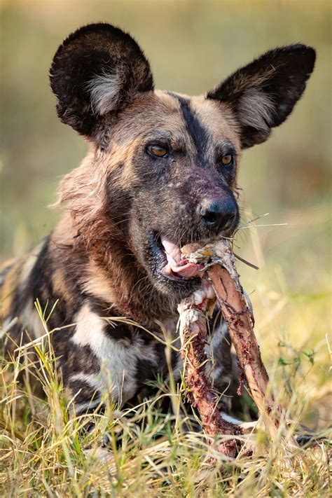 What Are The Threats To The African Wild Dog