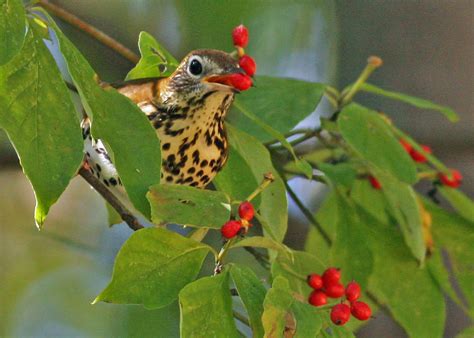Audubon North Carolina And First Lady Kristin Cooper Build A Bird