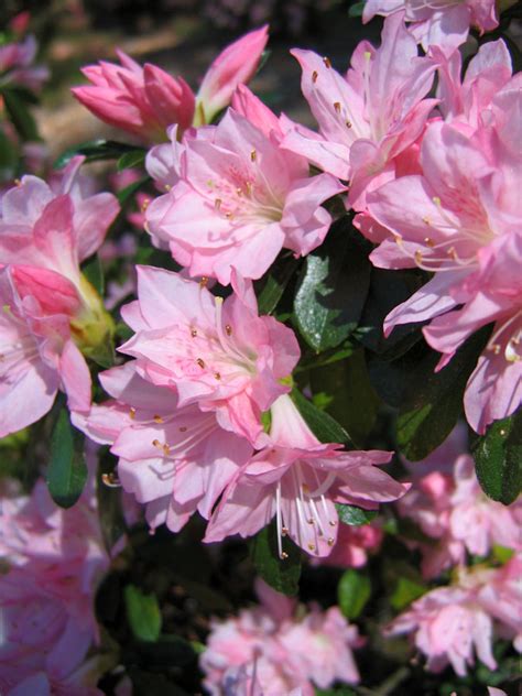 Pink Azaleas