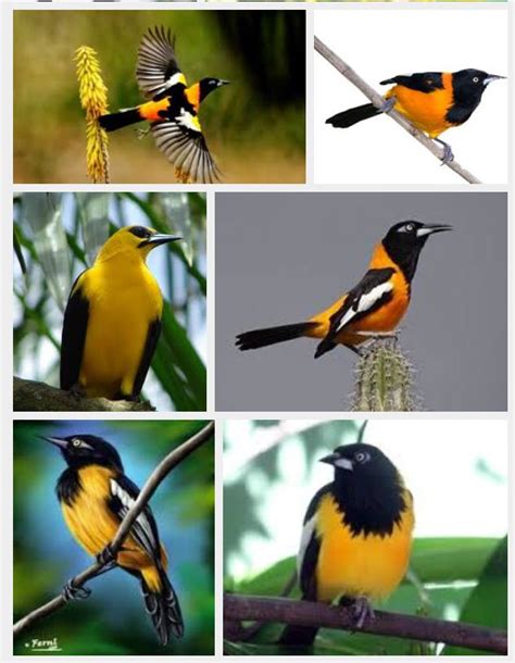 El Turpial Ave Nacional Animals Bird
