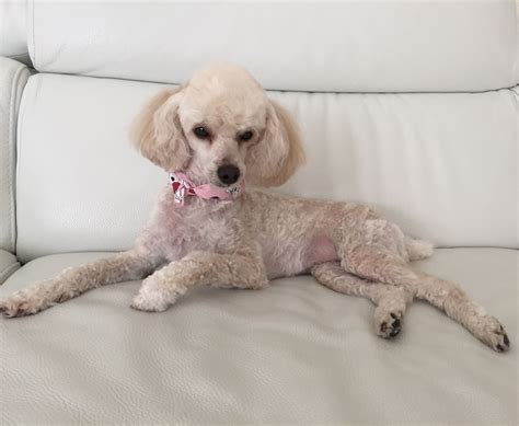 A White Poodle Laying On Top Of A Couch