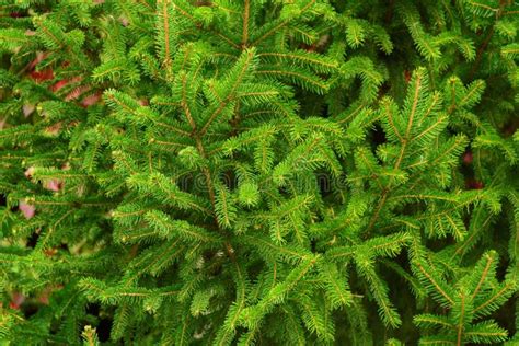 Background Of Young Green Coniferous Branches Evergreen Coniferous