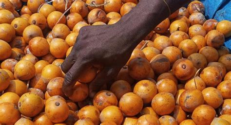 5 interesting health benefits of agbalumo african star apple pulse nigeria