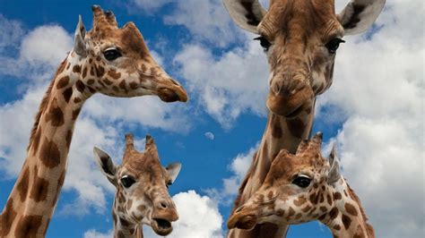 Giraffes Facing Threat Of Extinction Several Species Considered