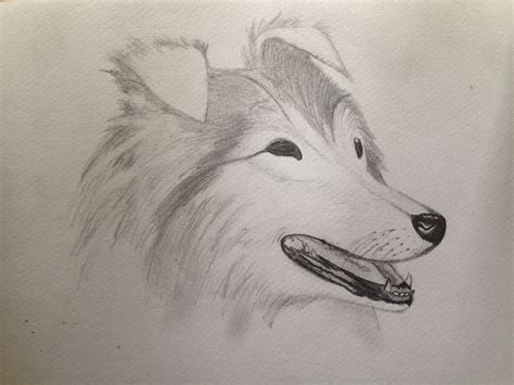 Trying an animal sketch | Tiere zeichnen, Tiere, Zeichnen