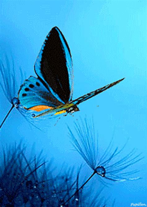 23 Moving Animated  Moving Beautiful Butterfly Wallpaper 