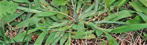 How To Get Rid Of Crabgrass In Bermuda Lawn