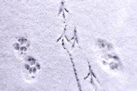 Spuren im schnee erkennen und unterscheiden. NatureLife-International