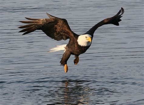 This article provides information on what these birds eat. What Do Eagles Eat - Eagles Diet