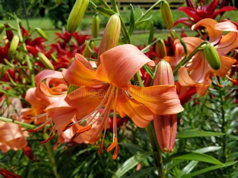 Peach Color Asiatic Lily Flowers Stock Photo Image Of Lily Bright