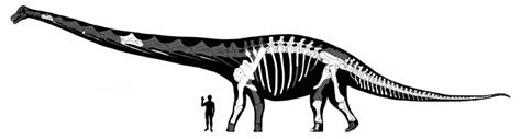Meet Dreadnoughtus The 65 Ton Dinosaur Ars Technica