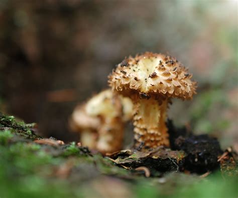 Mushrooms Free Stock Photo Public Domain Pictures