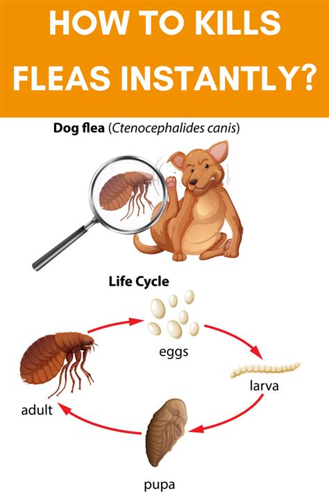Best Way To Kill Fleas Just For Guide