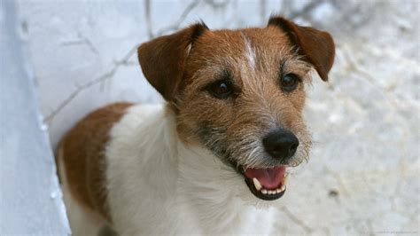 Jack Russell Terrier Wallpaper 61 Images