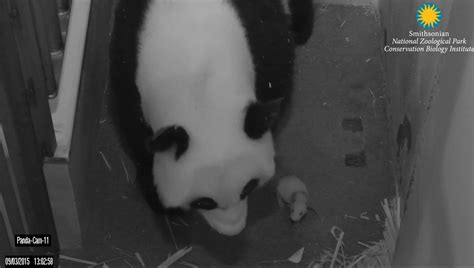 The National Zoos Panda Cub Bei Bei Photos Wtop News