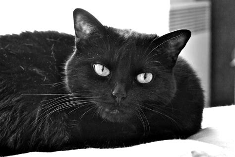 Journée internationale du chat noir : d'où vient cette ...