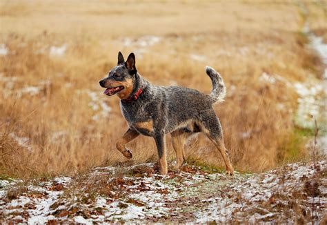 Blue Heeler The Ultimate Guide Animalso