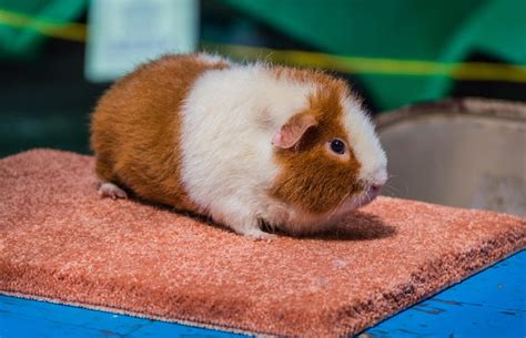 Teddy Guinea Pig Facts Personality Care With Pictures
