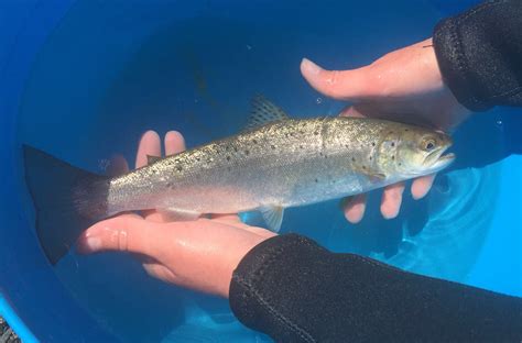 Nice to see the mackerel back in the loch, not so nice to see how many sea lice they have attached to them. Isabel Moore on Twitter: "Routine sea trout and sea lice ...